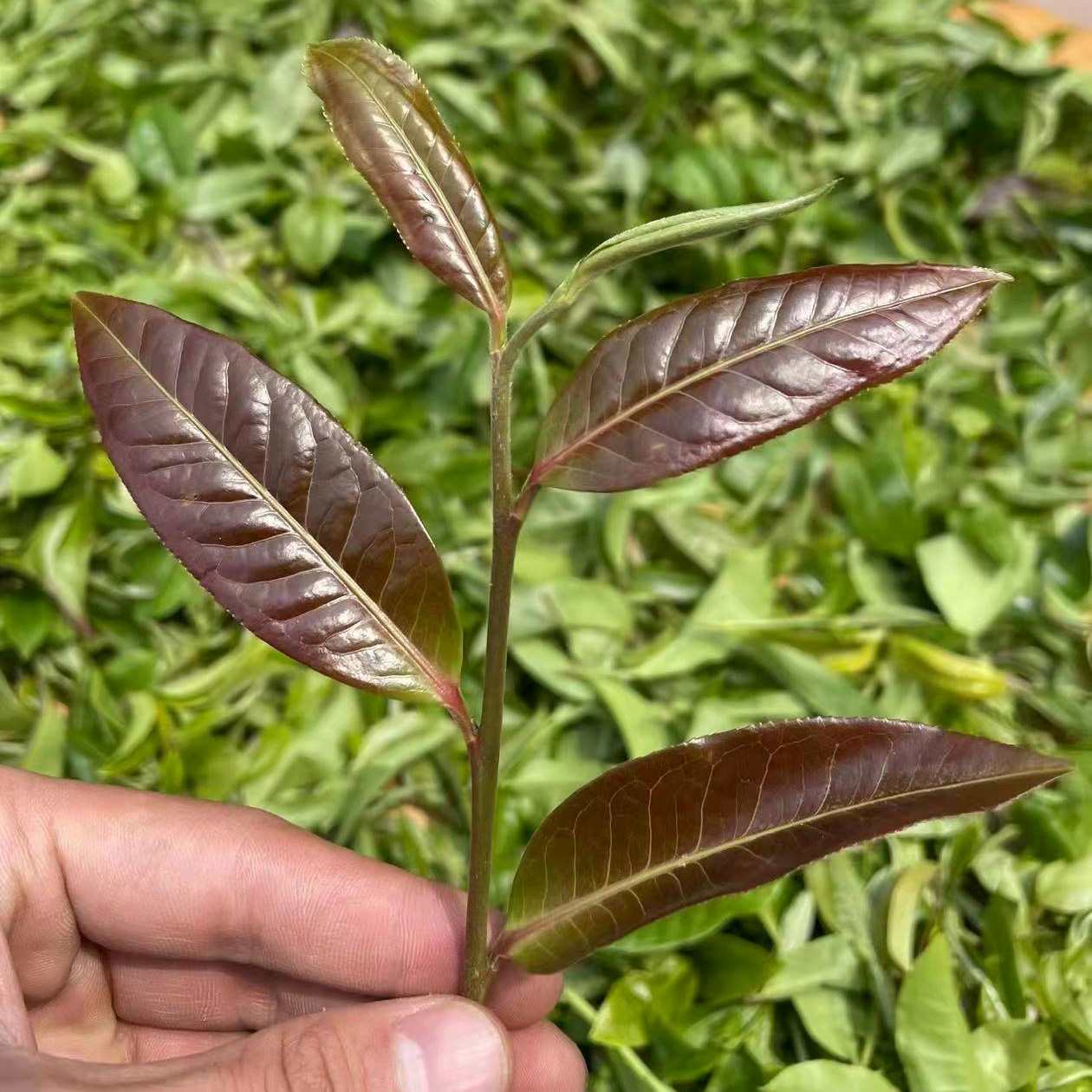 A single sprig of freshly picked tea with four purple leaves and a single green bud at the tip, held up in someone's hand against a pile of regular green-colored leaves.