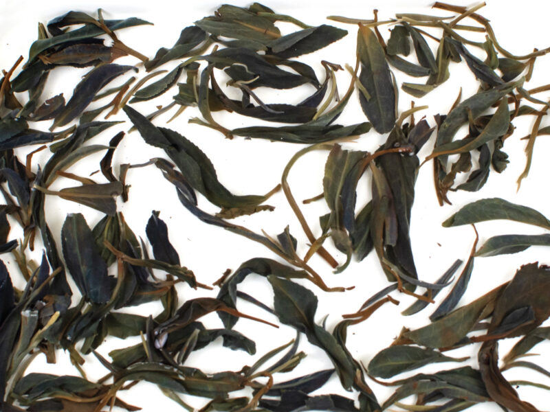 Zijuan Chuncha (Purple Spring Tea) sheng puer tea leaves floating in clear water.