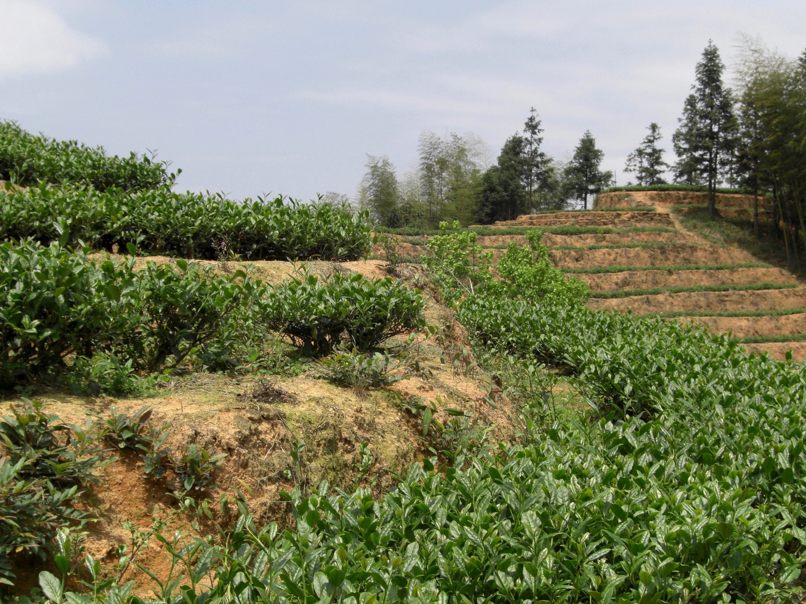 A few rows of tea terraces on a sunny hillside in Anxi.