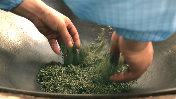 Closeup of a tea maker's hands frying Bi Luo Chun green tea