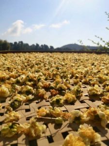 Tie Guan Yin tea flowers drying on a woven wooden tray in the sun.