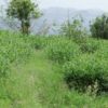 Tie Guan Yin tea bushes growing in the garden, with mountains in the background.