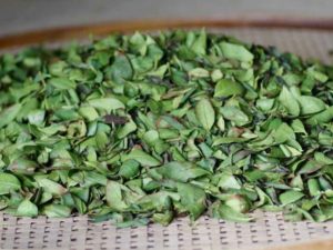 Chuan Tong Tie Guan Yin (Traditional Tie Guan Yin) wulong tea leaves withering on a tray.