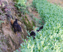 A few black and tan chickens foraging among low tea plants and on the dirt hill of the terrace rising next to them.