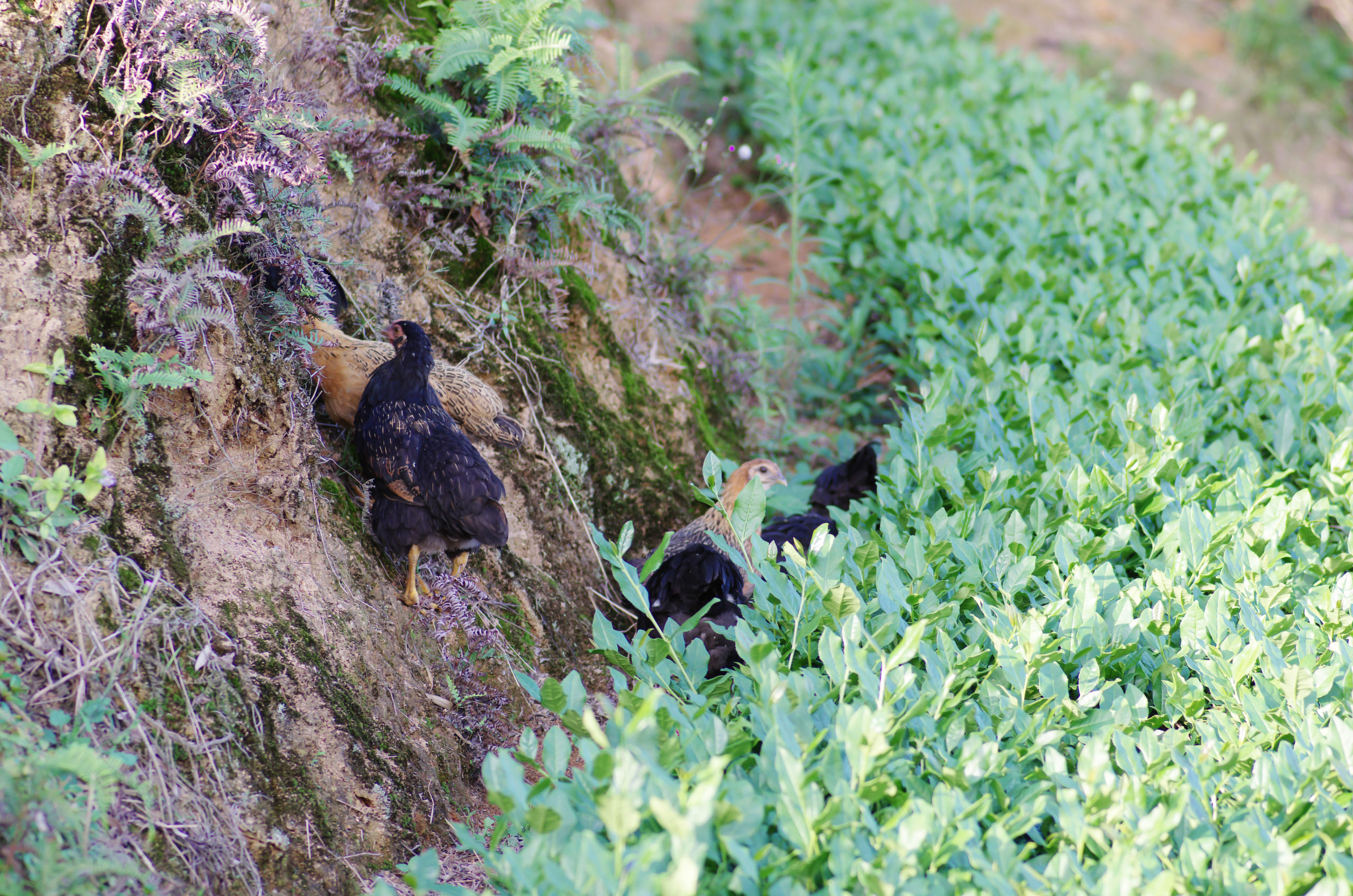 A few black and tan chickens foraging among low tea plants and on the dirt hill of the terrace rising next to them.