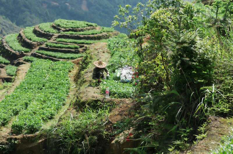 Small hilltop tea garden with a few terraces, surrounded by forest, with a worker in a sun hat tending to the bushes, bordered by the natural temperate forest of Wuyishan.