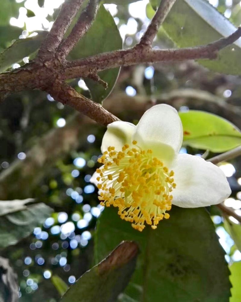 A blooming Tie Guan Yin tea flower on the branch of a tea plant