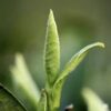 A close up photo of White Dragon Whiskers buds