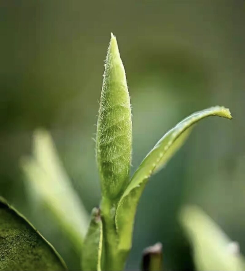 A close up photo of White Dragon Whiskers buds