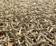 tea leaves withering on bamboo trays outdoors.