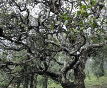 An old Assamica tea plant in an organic tea garden, surrounded by naturally growing plants.