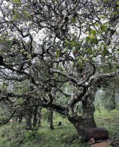 An old Assamica tea plant in an organic tea garden, surrounded by naturally growing plants.