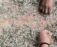 Two hands sorting White Dragon Whiskers tea after dried to remove any dust.