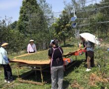 A group of people standing around a table of fresh tea leaves withering