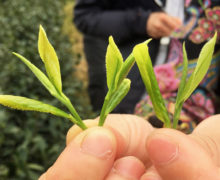 Close up of four freshly plucked sprigs of Shi Feng Long Jing green tea with one bud and two leaves, held in someone's fingertips.