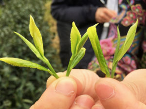 Close up of four freshly plucked sprigs of Shi Feng Long Jing green tea with one bud and two leaves, held in someone's fingertips.