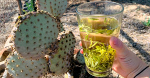 A hand holding a pint glass full of brewing Ming Qian An Ji Bai Cha green tea leaves, with a prickly pear cactus in the near background.