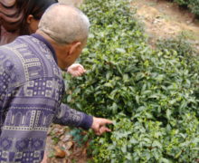 The late celebrated Shifeng Longjing tea master Weng Shangyi showing the Longjing quntizhong tea bushes in his garden. Many of them are over 50 years old. The Weng family has been making tribute tea in this area for generations.