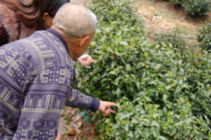 The late celebrated Shifeng Longjing tea master Weng Shangyi showing the Longjing quntizhong tea bushes in his garden. Many of them are over 50 years old. The Weng family has been making tribute tea in this area for generations.