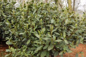 A Shifeng Longjing tea bush with lots of bright green leaves of young growth on the tips of its branches.