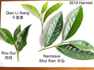 Three pluckings from different clonal rock wulong cultivars all harvested at the same stage of growth. Shuixian and Rougui have much bigger leaves.