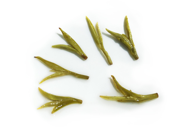 Infused Biluochun green tea leaves close up on white background