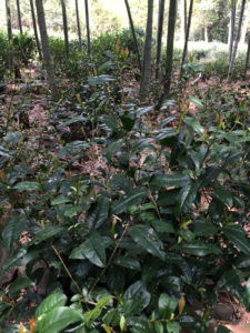 Heirloom tea plants (Quntizhong) growing in the bamboo forest behind Guzhu Zisun tea master Pei Hong Feng's house. This particular variety has an unusual purple blush to the young leaves. The color is more pronounced in some bushes than others.