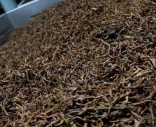 A bin of moist dark tea leaves oxidizing into Anji Hong black tea.