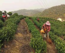A few gardeners going up and down the rows of tea bushes on a hill spreading fertilizer in the garden where Anji Baicha and Anji Hong are grown.