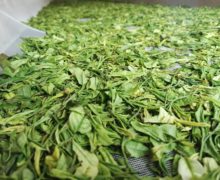 Fresh green Anji Baicha tea leaves slightly wilted after being spread out to wither.