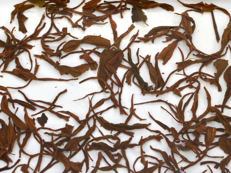Closeup of Anji Hong wet tea leaves floating in a tray of clear water.