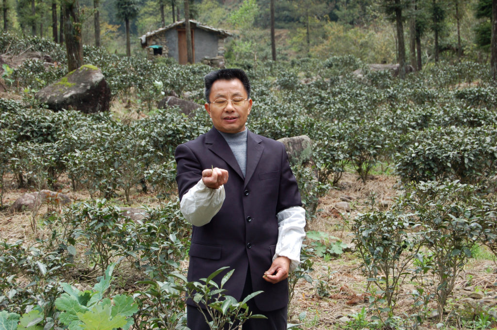 Liang Junde standing among the bushes of the Tongmu tea gardens holding up a single delicate tea bud.