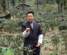 Liang Dejun standing among the bushes of the Tongmu tea gardens holding up a single delicate tea bud.