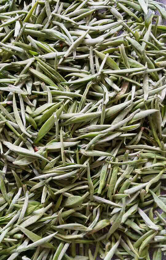 Close up view of fresh fuzzy tea buds to be made into Dian Hong Jin Ya (Golden Buds) black tea.