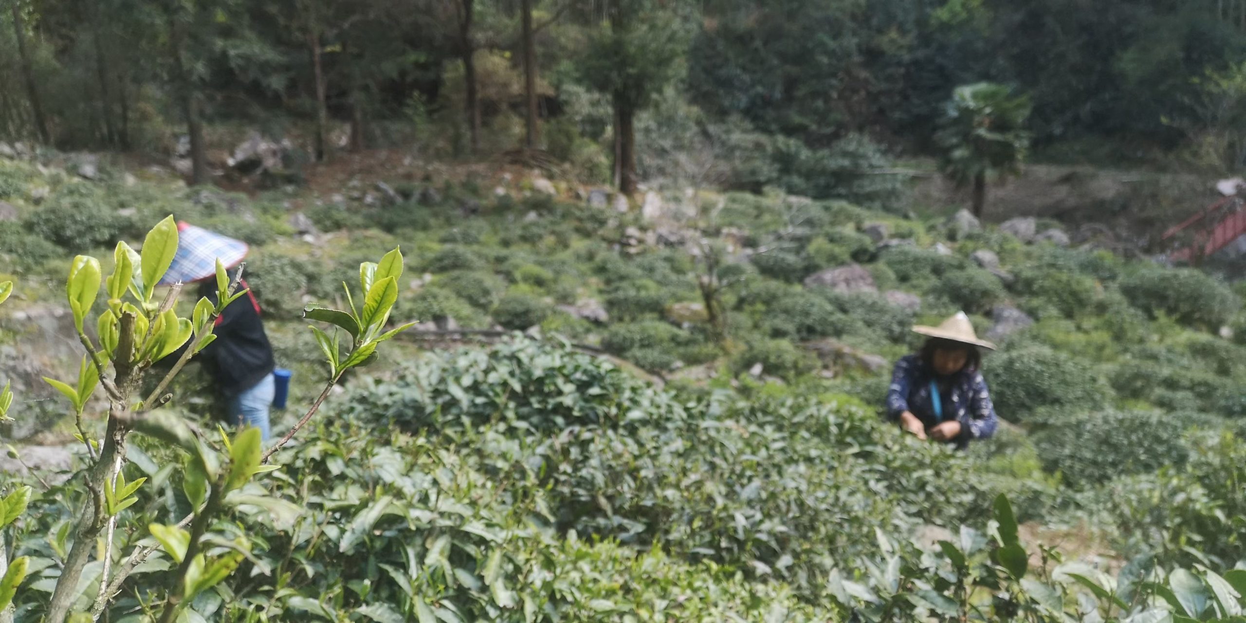 Green sprigs of fresh tea growing on the bush in the foreground, with two tea pluckers harvesting leaves out of focus in the background.