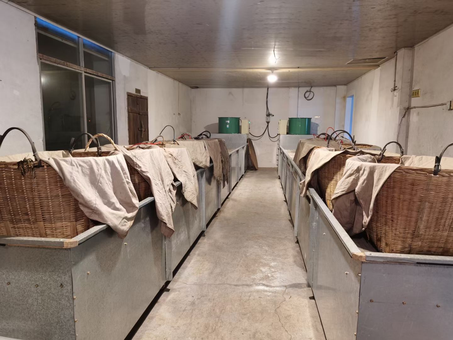 Looking down between two rows of baskets of oxidizing tea on tables indoors. Each woven basket has a cloth thrown over top of it.