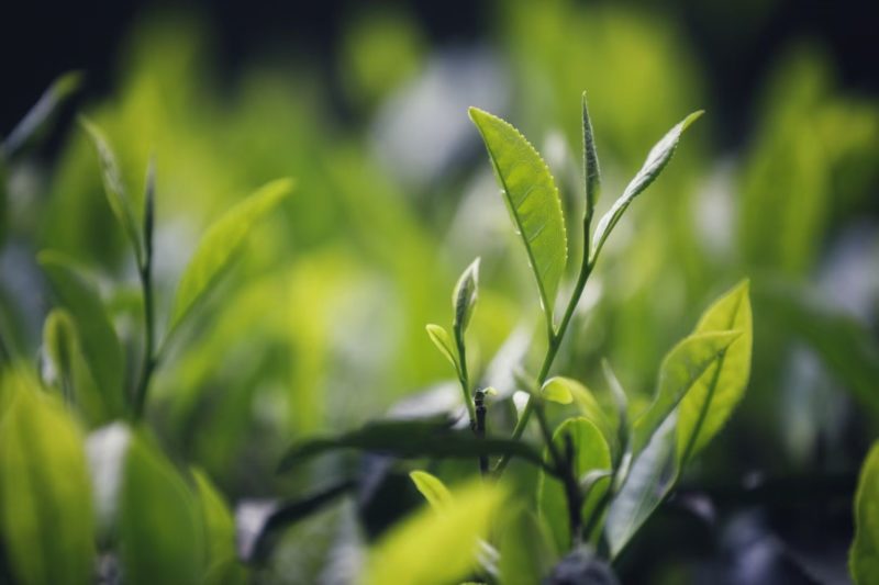 Close up of a fresh sprig of Tongmu Quntizhong heirloom cultivar tea on the bush.