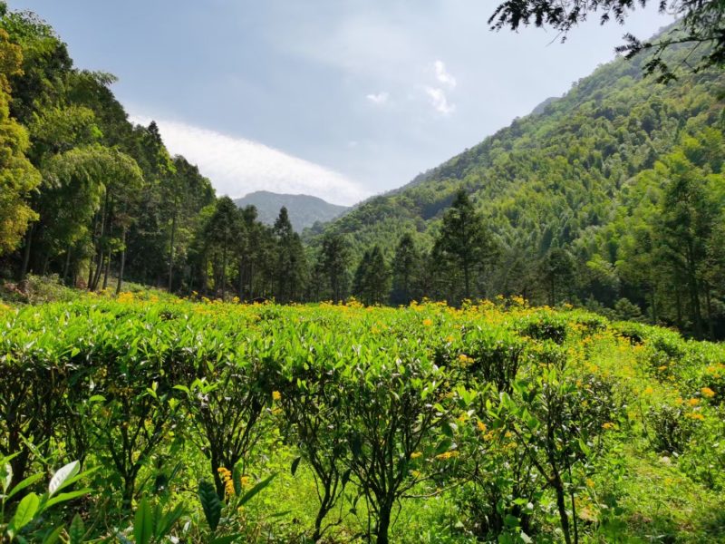 Tongmu Tea Garden in a valley between forested mountains.