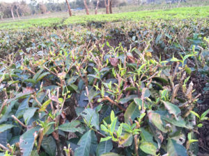 A field of tea bushes in Assam state, India. Bushes are flushing with new green leaves.