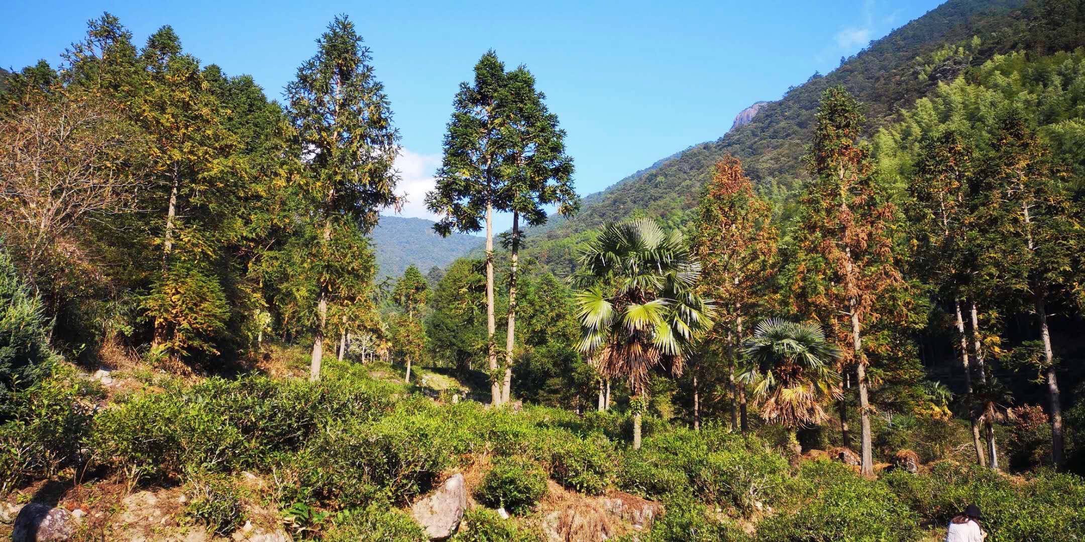 Low tea bushes on a mountain slope surrounded by tall pines and palms.