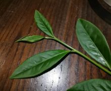 Close up of a sprig of tea with one just opened leaf at the tip of the stem and four larger open leaves.