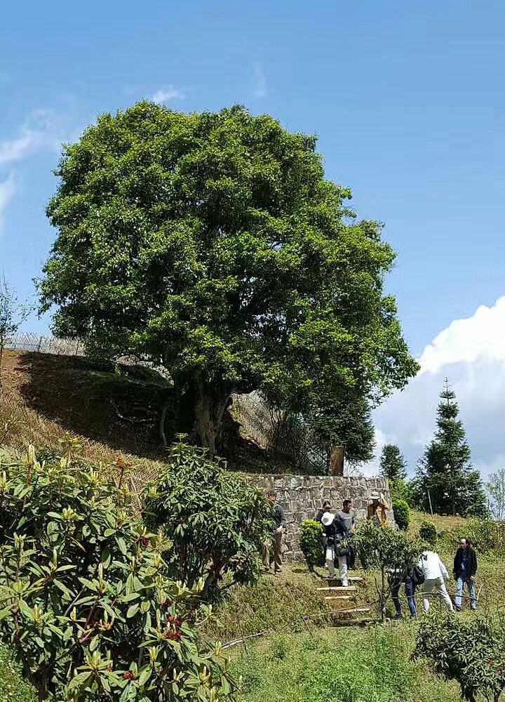 A very large tea tree on a hillside in Fengqing County, with several people gathered down below.