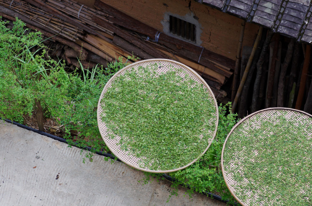 Two round bamboo trays covered in a thin layer of tea leaves drying outdoors.