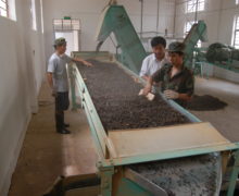 Loose shu puer tea leaves moving down a conveyor, before being screened, monitored by three attendants.