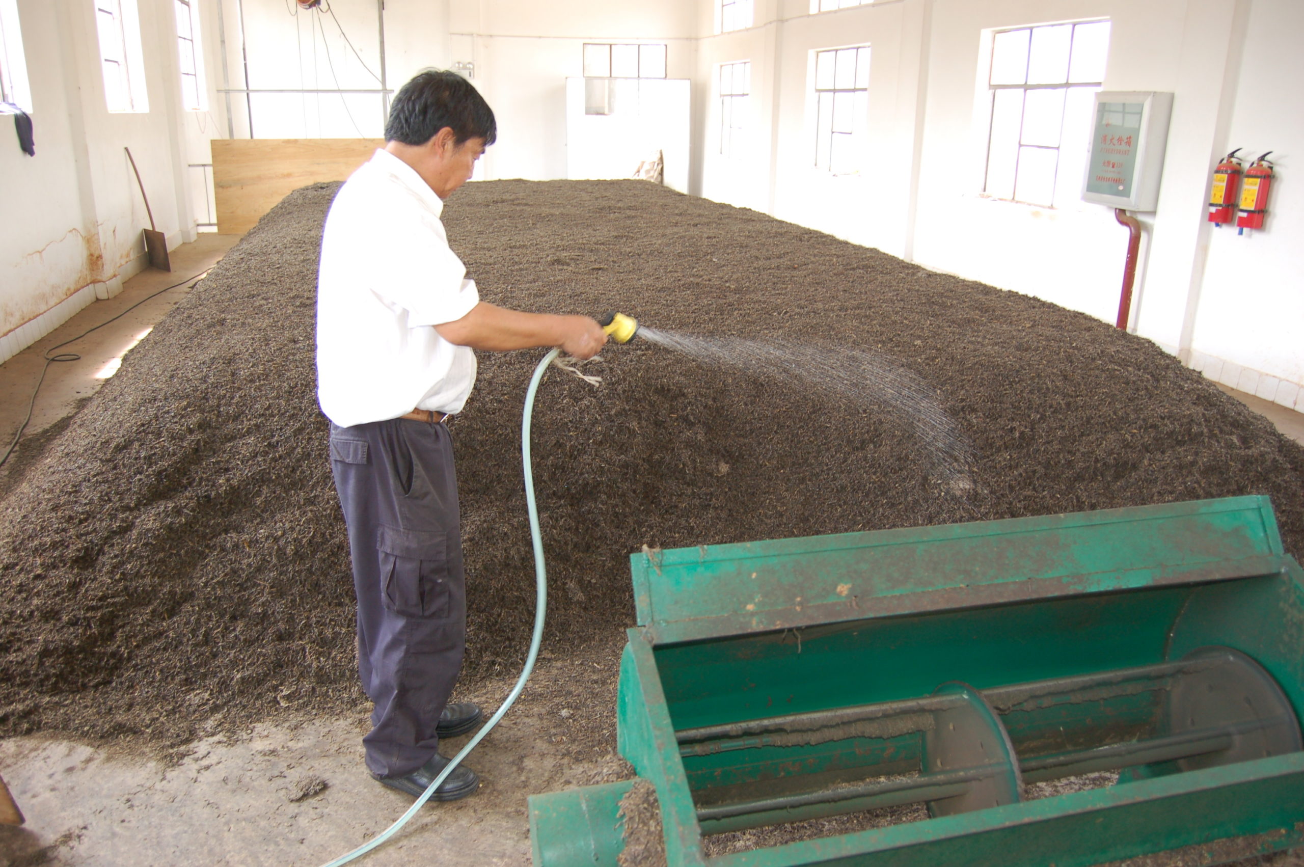 A person spraying water from a hose over a huge pile of tea leaves.