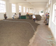 Several people breaking up the leaves with tools like hoes in a huge pile of shu puer in a brightly lit warehouse.