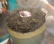 A bundle of puer tea leaves being steamed in a small metal cylinder, with a paper label on top.