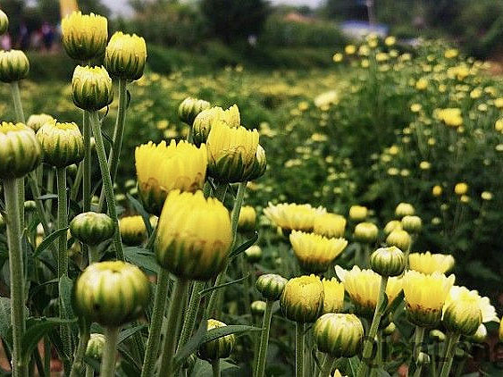 Close up view of barely open pale yellow baby chrysanthemum flowers on the plant