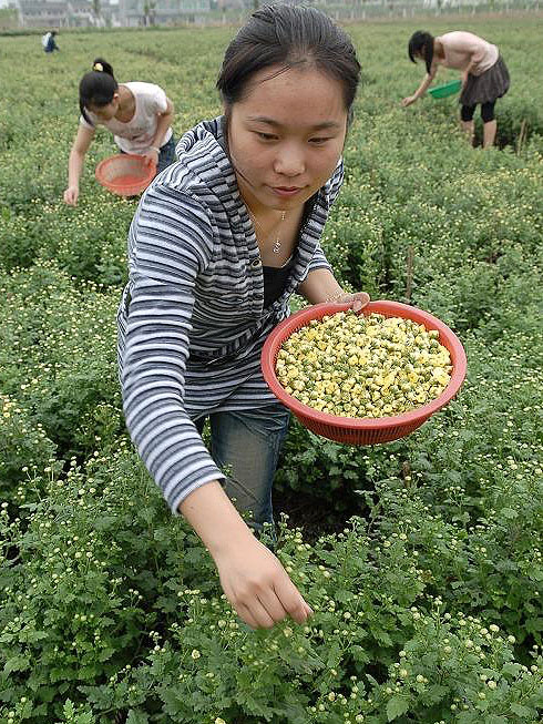 A young woman plucking chrysanthemum buds by hand from the plants in the garden, carrying a large bowl full of plucked flowerheads.