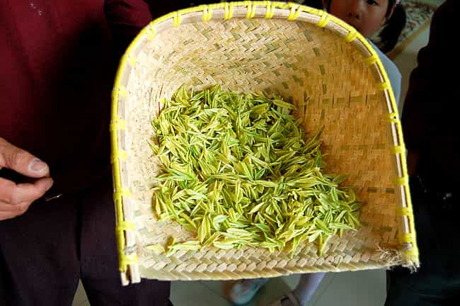 Bright yellow tea leaves of the Huang Jin Ye variety held in a woven bamboo basket.